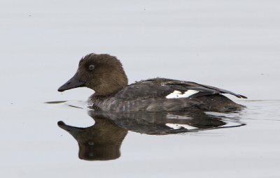 Common Goldeneye (female) / Knipa