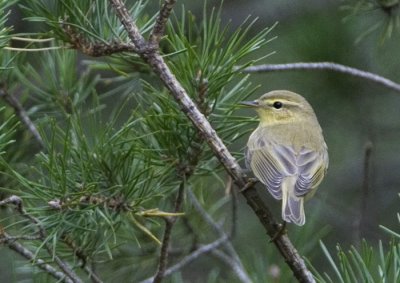 ::Willow Warbler / Lvsngare::