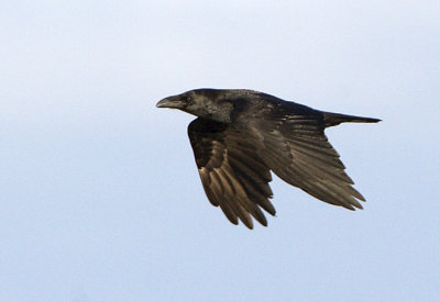 Common Raven / Korp