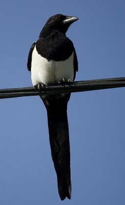 ::Common Magpie / Skata::