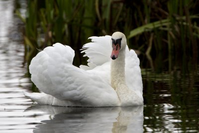 Mute Swan / Knlsvan