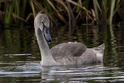 Mute Swan (juvenile) / Knlsvan