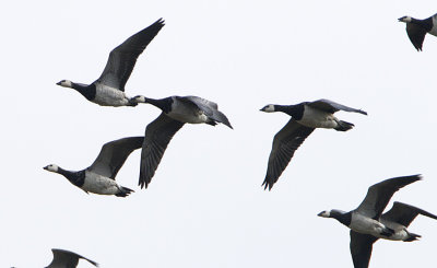 Barnacle Goose / Vitkindad Gs