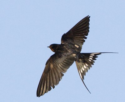 Barn Swallow / Ladusvala