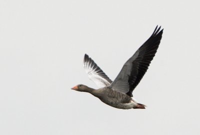 Greylag Goose / Grgs