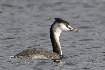 ::Great Crested Grebe / Skggdopping::