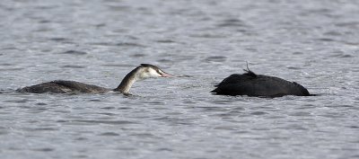 Great Crested Grebe / Skggdopping