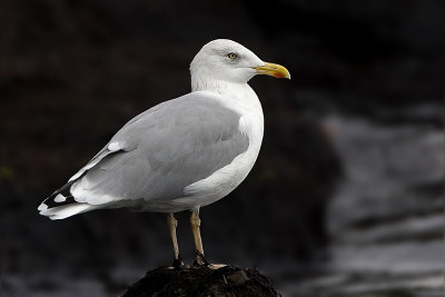 ::Gulls and Terns:: (19)