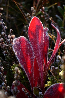 Frozen red leaves