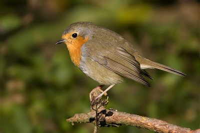 European Robin / Rdhake