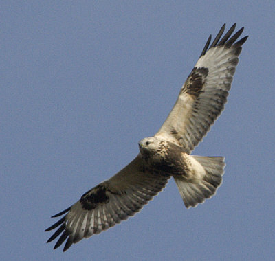 Rough-legged Buzzard / Fjllvrk