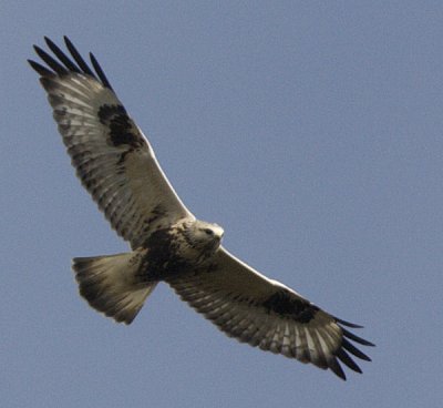 Rough-legged Buzzard / Fjllvrk