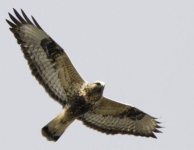 Rough-legged Buzzard / Fjllvrk