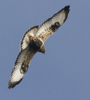 Rough-legged Buzzard / Fjllvrk
