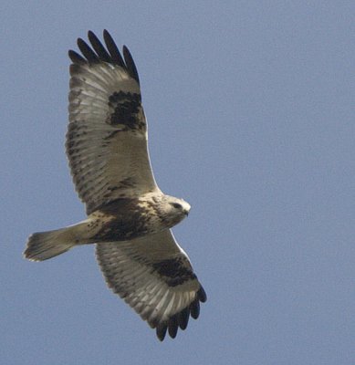 Rough-legged Buzzard / Fjllvrk