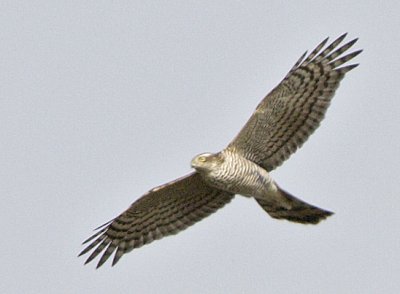Eurasian Sparrowhawk / Sparvhk