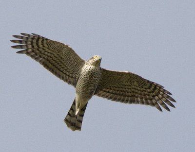 Eurasian Sparrowhawk / Sparvhk