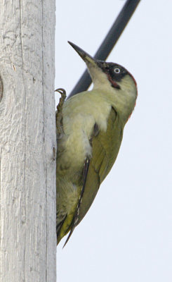 ::European Green Woodpecker / Grngling::