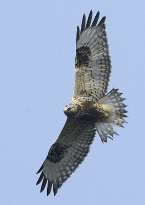 Rough-legged Buzzard / Fjllvrk