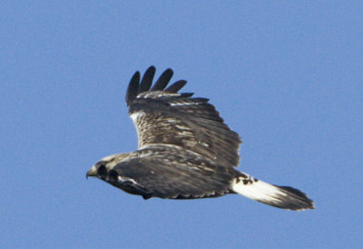 Rough-legged Buzzard / Fjllvrk