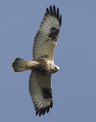 Rough-legged Buzzard / Fjllvrk