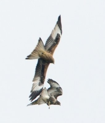 Red Kite and Honey Buzzard / Glada och Bivrk