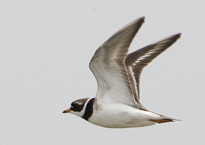  Strre strandpipare / Common Ringed Plover