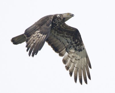 ::European Honey Buzzard / Bivrk::