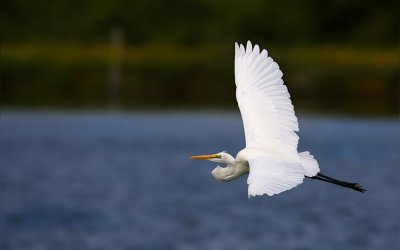 Great Egret