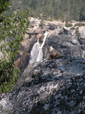 Squirrel bij de Nevada Falls