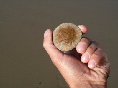 Sand Dollar