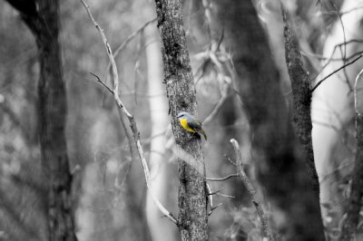 Yellow Robin.jpg