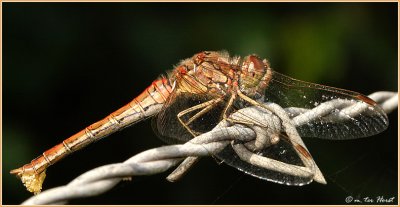 bruinrode heidelibel