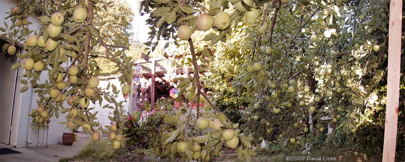 Heavy with apples