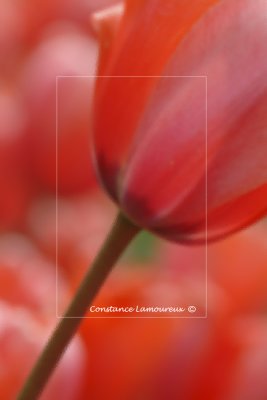 tulipe rouge cadre 