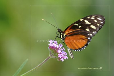 papillon-1.jpg