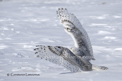 _DSC0332 copie.jpg