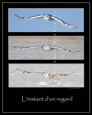 montage-3 harfang des neiges