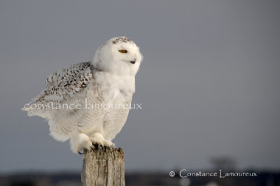 _DSC0839 copie.jpg
