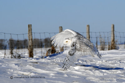 DSC_0203.jpg-