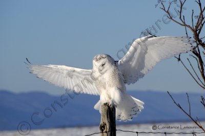 DSC_0454.jpg-