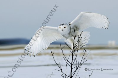 _DSC0342 copie.jpg