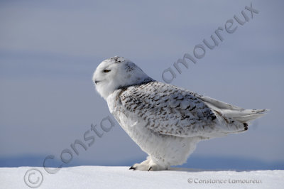 _DSC0639 copie.jpg