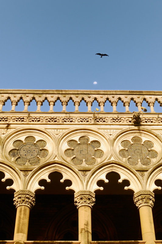 Bird in the sky - Mumbai.