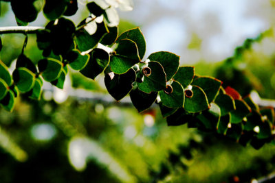 Leaves and Pods (Retro)