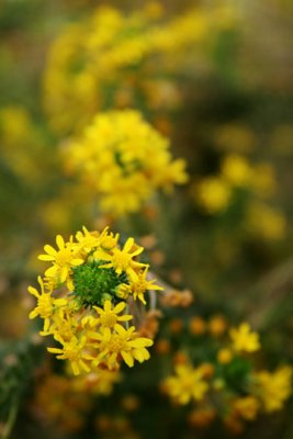 Little Yellow Flowers