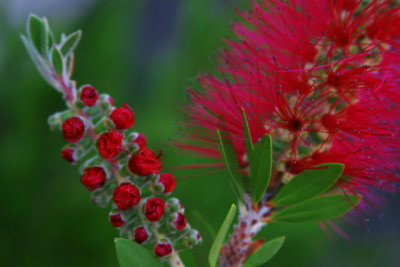 Bottlebrush Baby and Mama