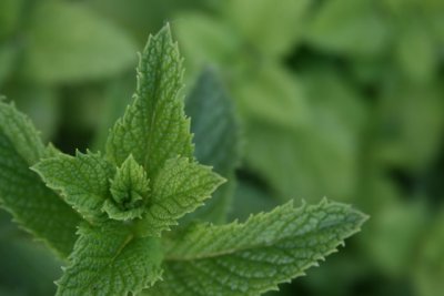 Spearmint Shoot