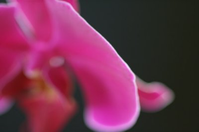 Orchid Abstract