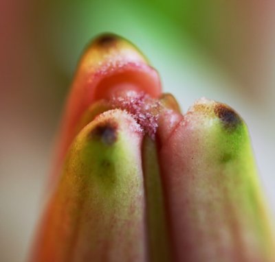 Crystallized Lillies